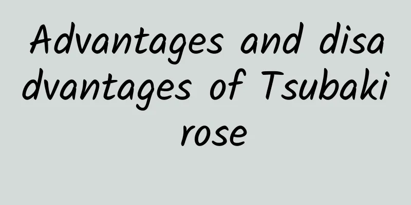 Advantages and disadvantages of Tsubaki rose
