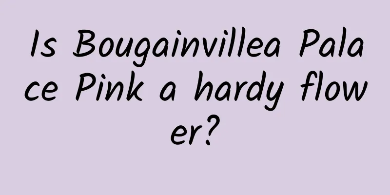 Is Bougainvillea Palace Pink a hardy flower?