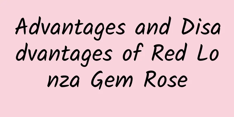 Advantages and Disadvantages of Red Lonza Gem Rose