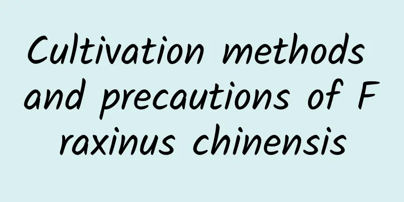 Cultivation methods and precautions of Fraxinus chinensis