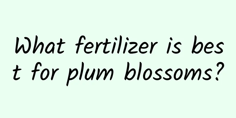 What fertilizer is best for plum blossoms?