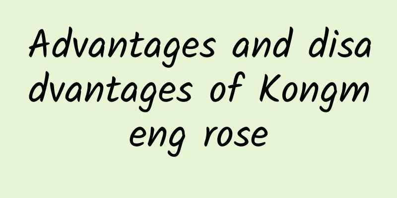 Advantages and disadvantages of Kongmeng rose