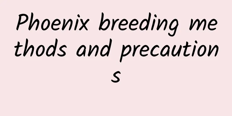 Phoenix breeding methods and precautions