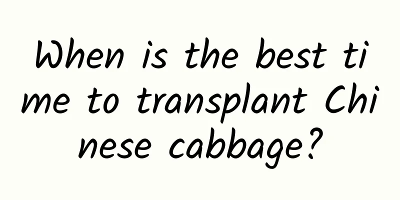 When is the best time to transplant Chinese cabbage?