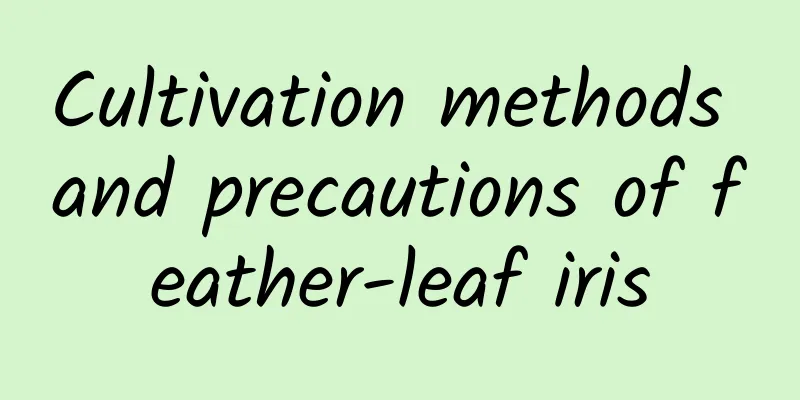 Cultivation methods and precautions of feather-leaf iris