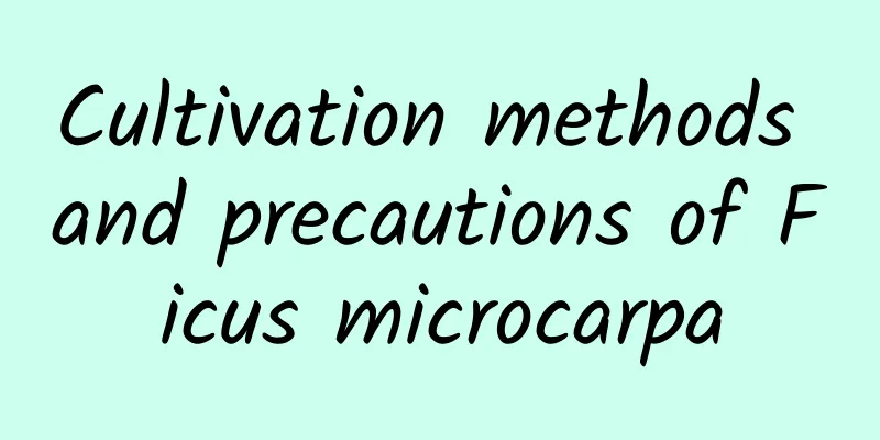 Cultivation methods and precautions of Ficus microcarpa