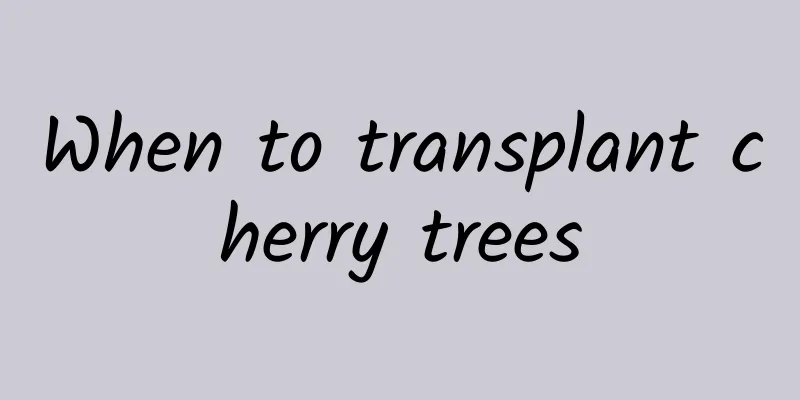 When to transplant cherry trees