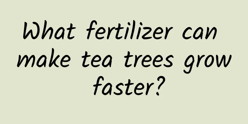 What fertilizer can make tea trees grow faster?
