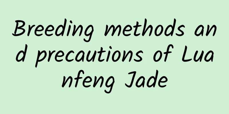 Breeding methods and precautions of Luanfeng Jade