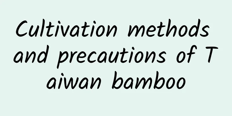 Cultivation methods and precautions of Taiwan bamboo