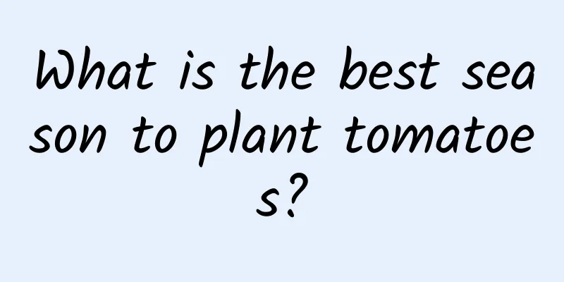 What is the best season to plant tomatoes?