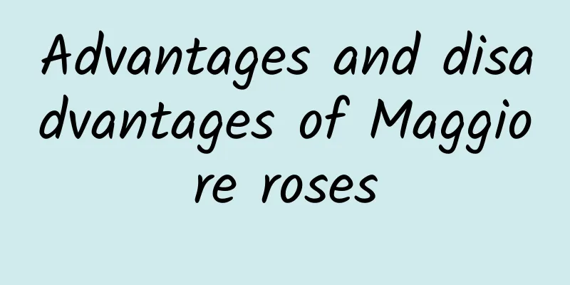 Advantages and disadvantages of Maggiore roses