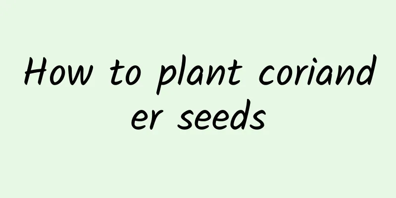 How to plant coriander seeds