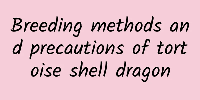 Breeding methods and precautions of tortoise shell dragon