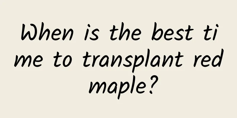When is the best time to transplant red maple?