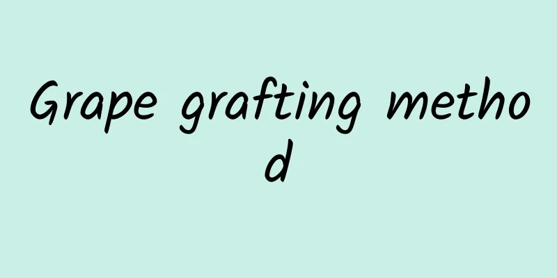 Grape grafting method
