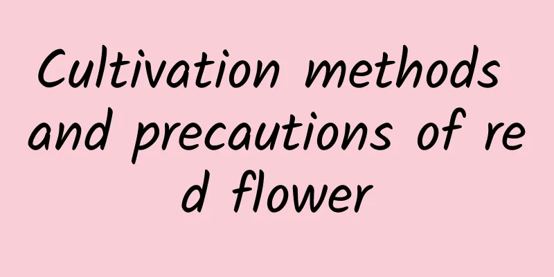 Cultivation methods and precautions of red flower