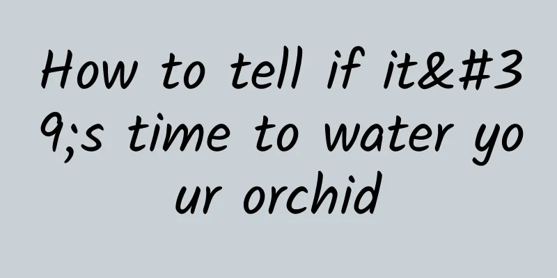 How to tell if it's time to water your orchid