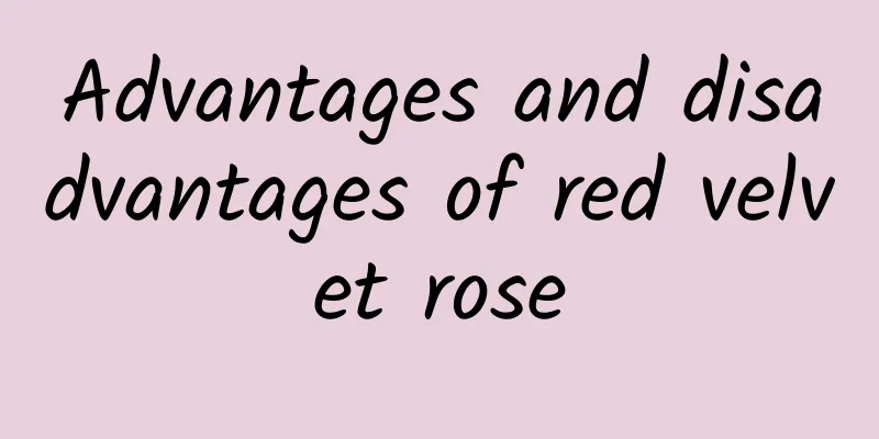 Advantages and disadvantages of red velvet rose