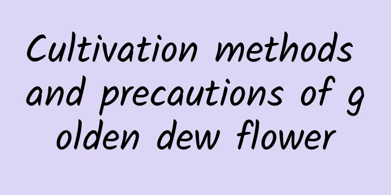 Cultivation methods and precautions of golden dew flower