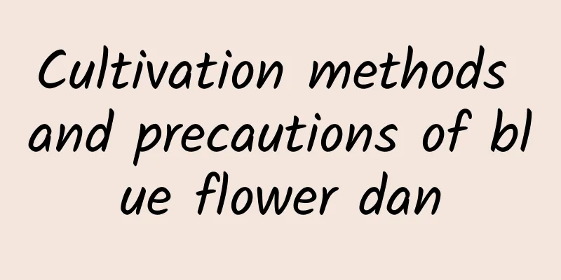 Cultivation methods and precautions of blue flower dan