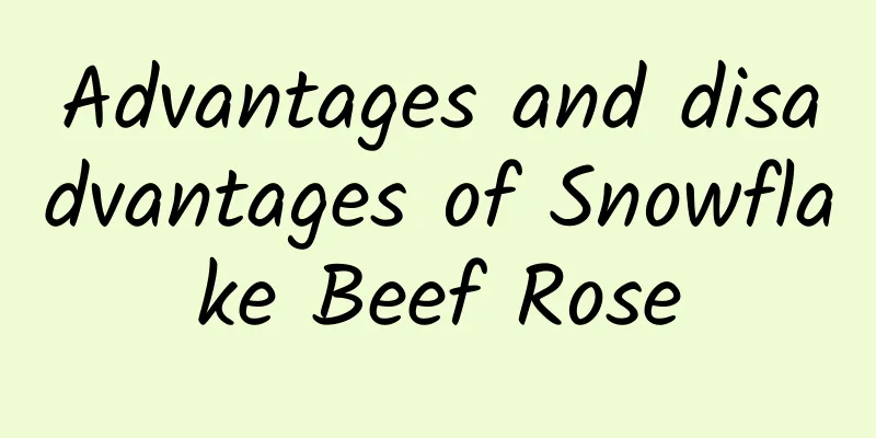 Advantages and disadvantages of Snowflake Beef Rose