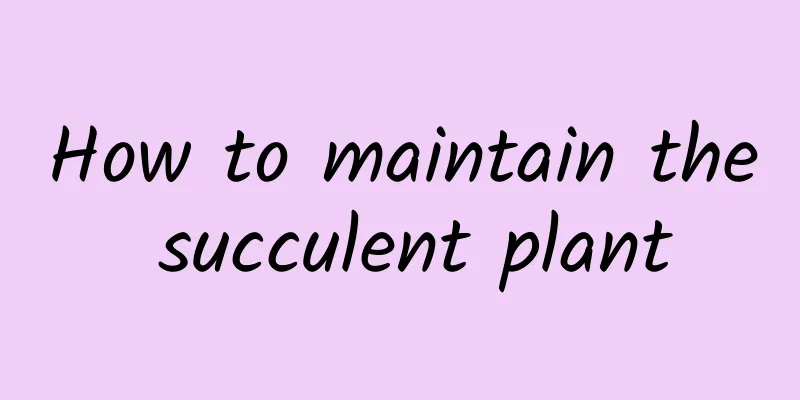 How to maintain the succulent plant