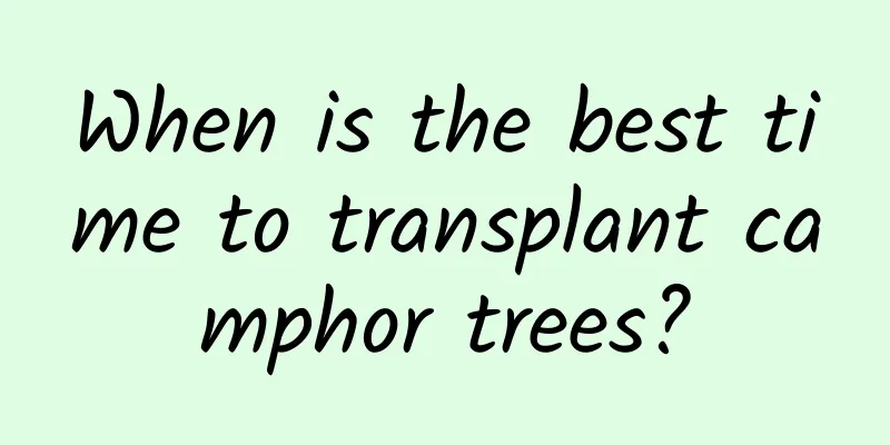 When is the best time to transplant camphor trees?