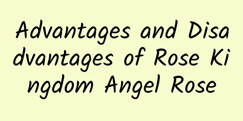 Advantages and Disadvantages of Rose Kingdom Angel Rose