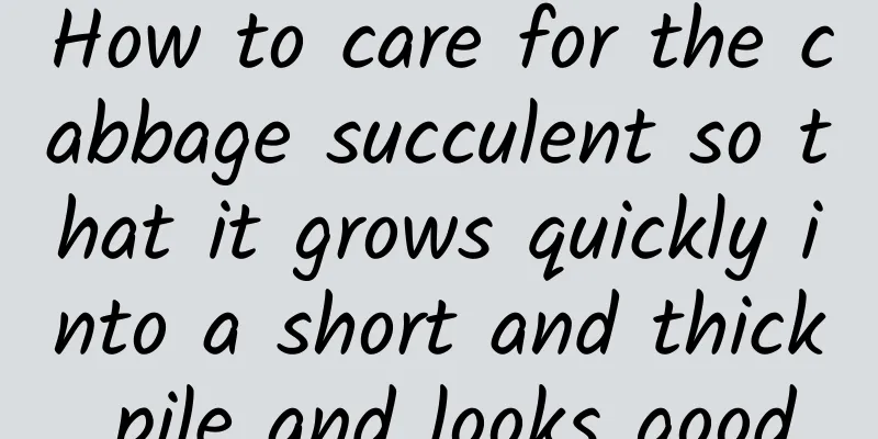 How to care for the cabbage succulent so that it grows quickly into a short and thick pile and looks good