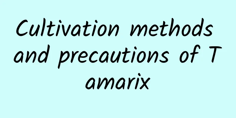 Cultivation methods and precautions of Tamarix