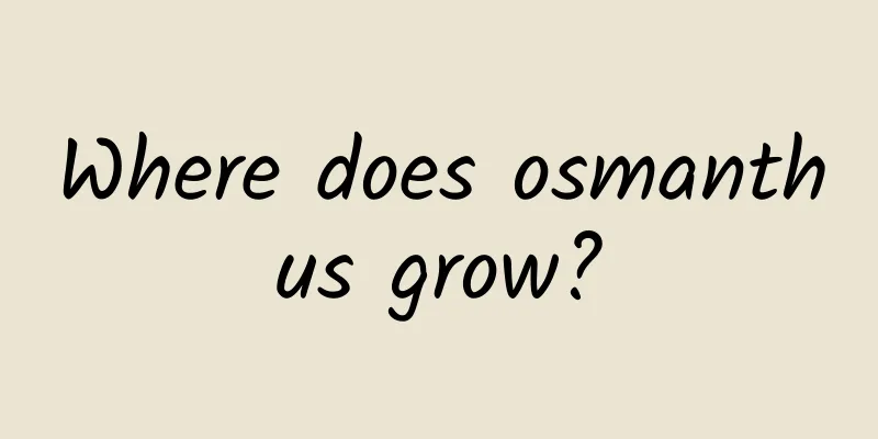 Where does osmanthus grow?