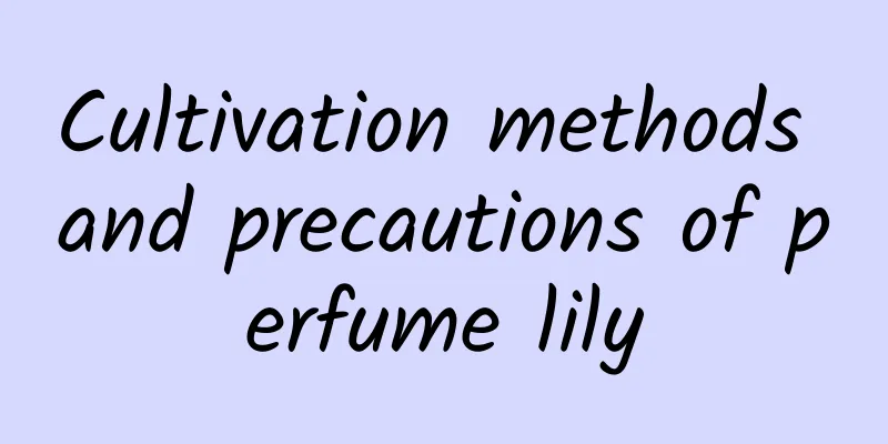 Cultivation methods and precautions of perfume lily