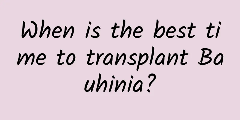 When is the best time to transplant Bauhinia?