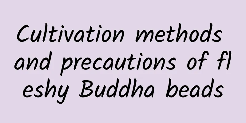 Cultivation methods and precautions of fleshy Buddha beads