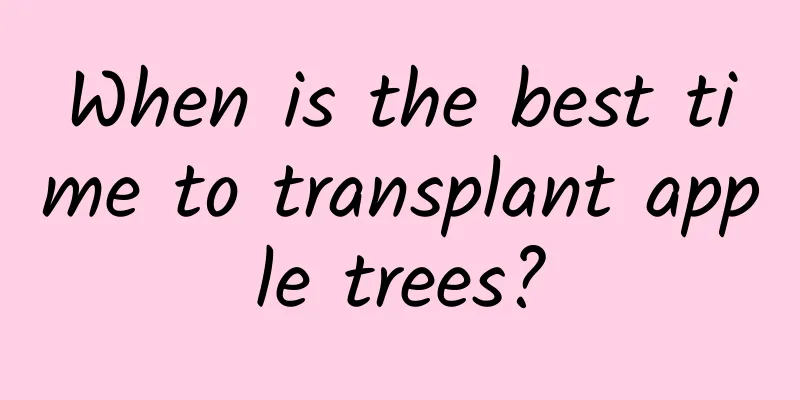 When is the best time to transplant apple trees?