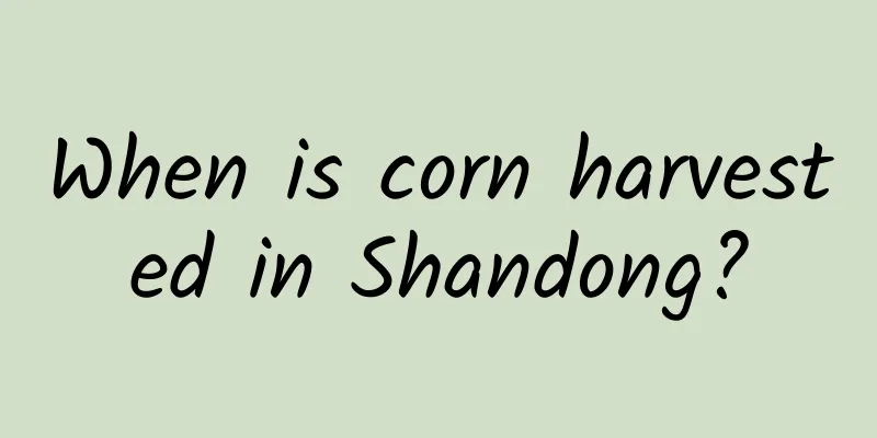When is corn harvested in Shandong?