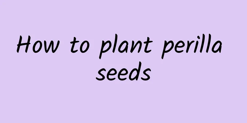 How to plant perilla seeds