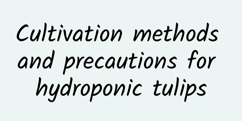Cultivation methods and precautions for hydroponic tulips