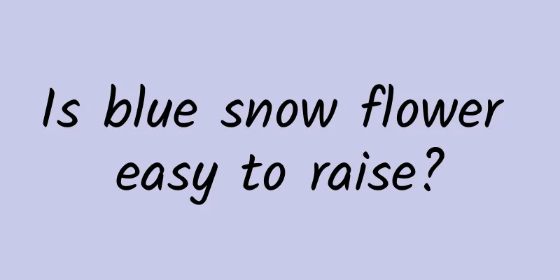 Is blue snow flower easy to raise?