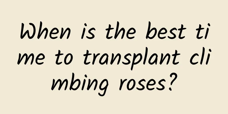 When is the best time to transplant climbing roses?