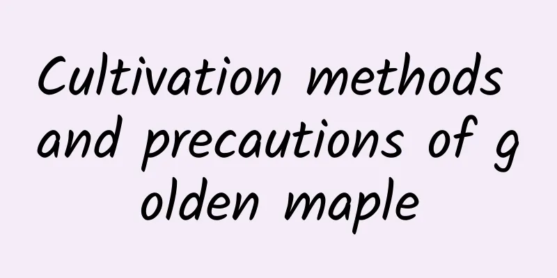 Cultivation methods and precautions of golden maple