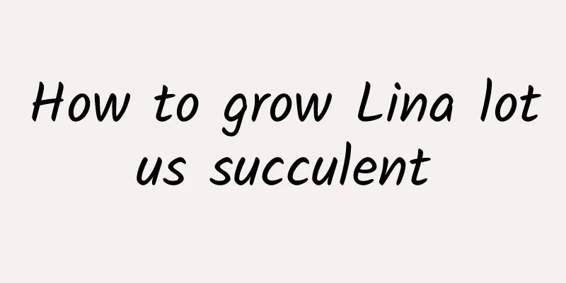How to grow Lina lotus succulent