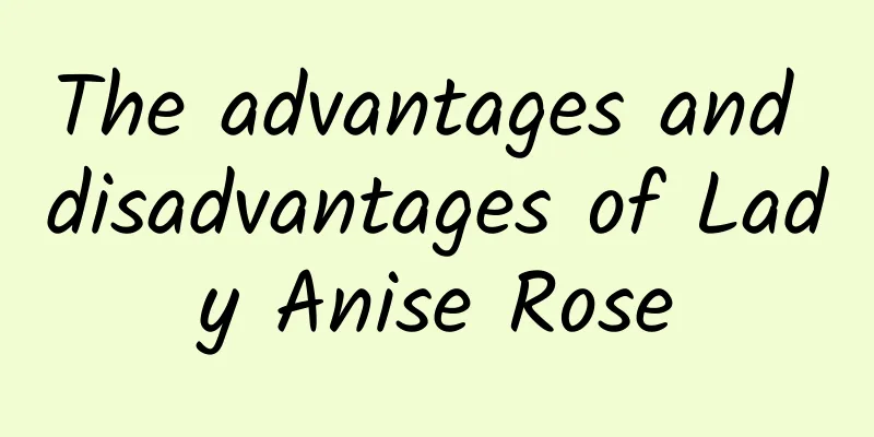 The advantages and disadvantages of Lady Anise Rose