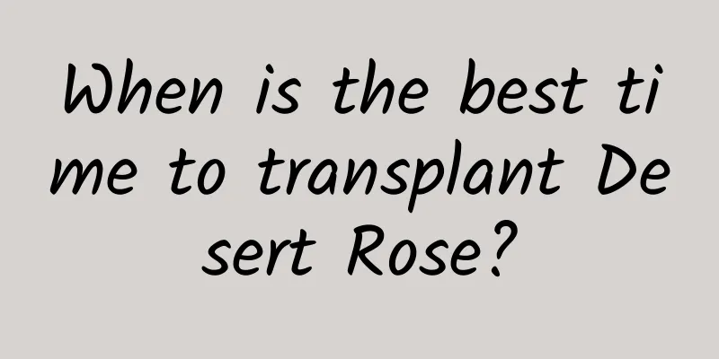When is the best time to transplant Desert Rose?
