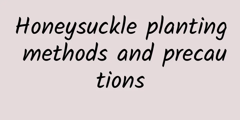 Honeysuckle planting methods and precautions