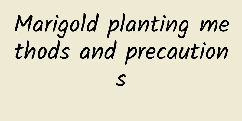 Marigold planting methods and precautions