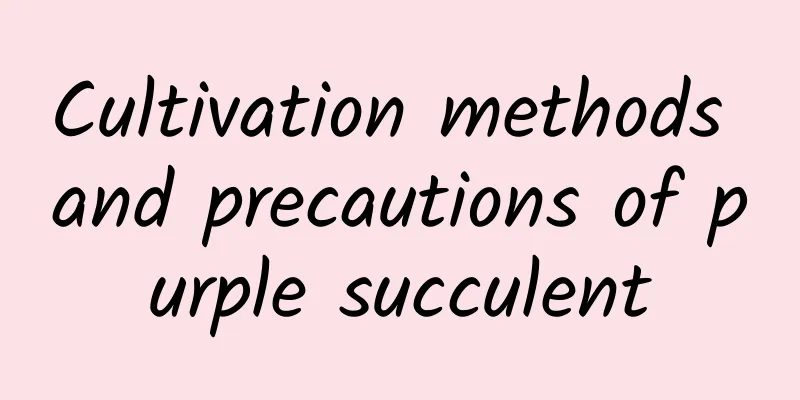 Cultivation methods and precautions of purple succulent