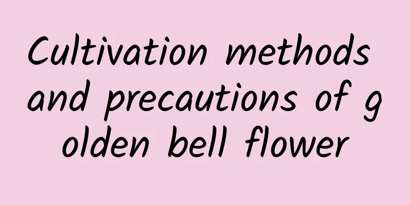 Cultivation methods and precautions of golden bell flower