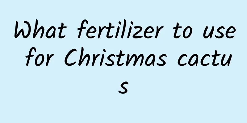 What fertilizer to use for Christmas cactus